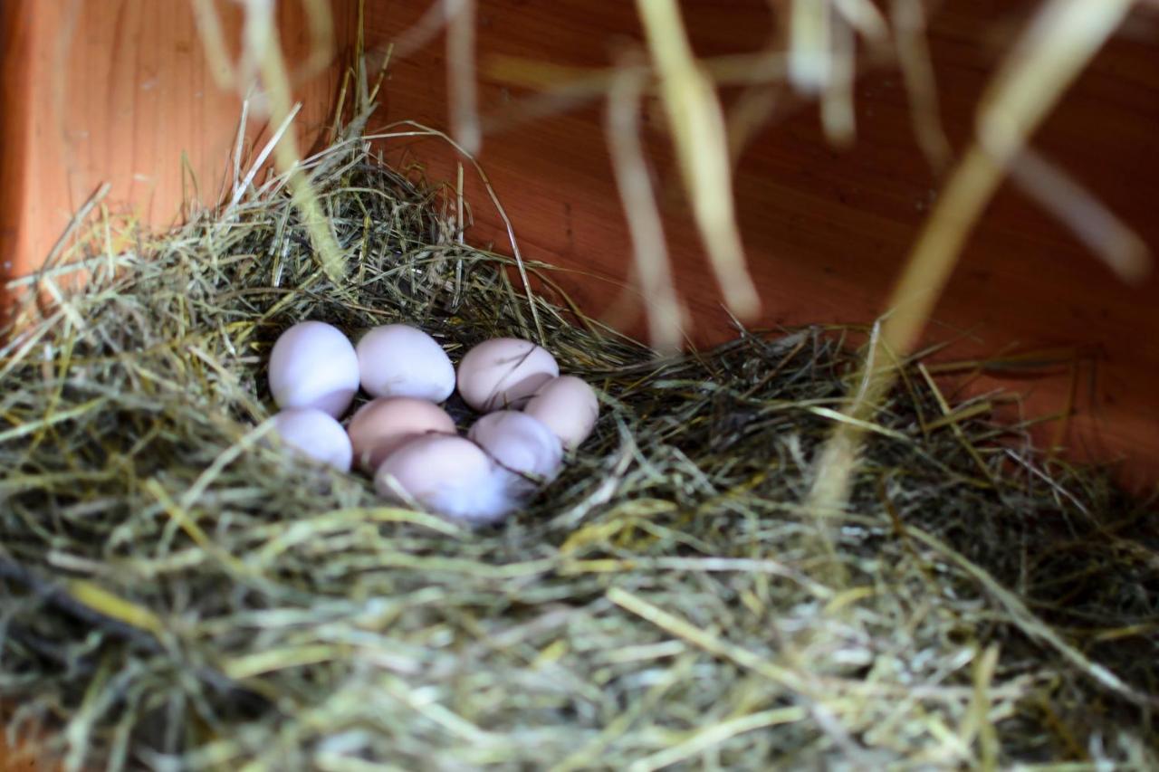 Zakatek Szczescia Eko Agroturystyka Kiwity 外观 照片