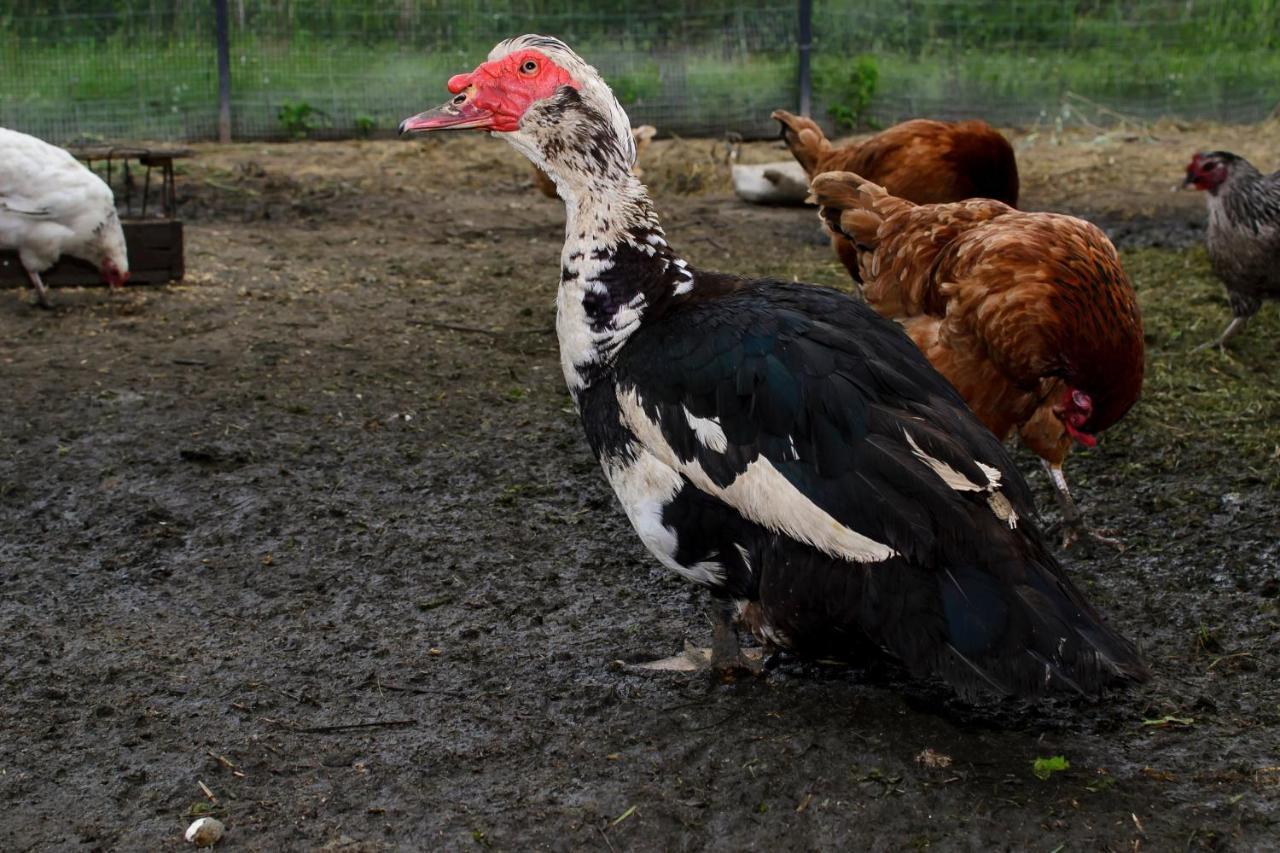 Zakatek Szczescia Eko Agroturystyka Kiwity 外观 照片